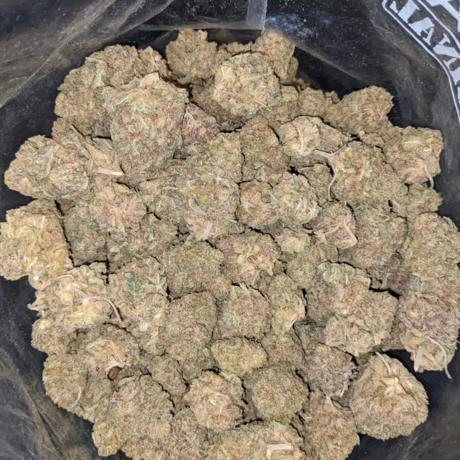 BLACK NUKEN 2 1 I Black Nuken Bulk Special