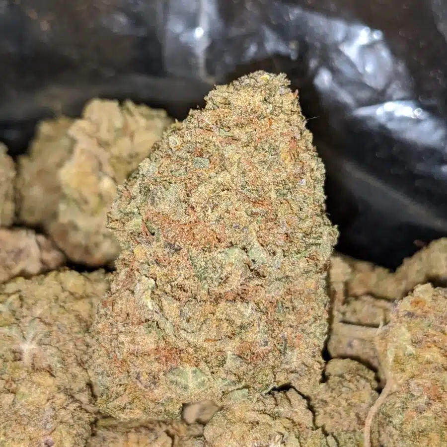 BLACK NUKEN 4 1 I Black Nuken Bulk Special