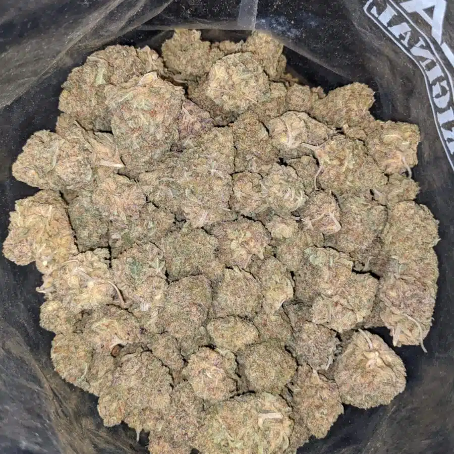 BLACK NUKEN 5 1 I Black Nuken Bulk Special