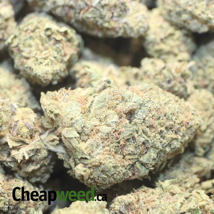 BLACK NUKEN BS 1 I Black Nuken Bulk Special