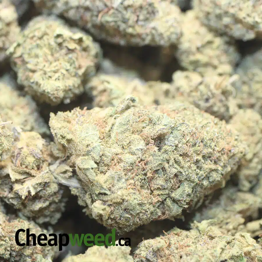 BLACK NUKEN BS 1 I Black Nuken Bulk Special