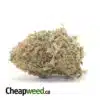 Black Nuken Bulk Special