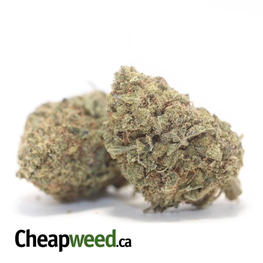 BLACK NUKEN BS 3 I Black Nuken Bulk Special