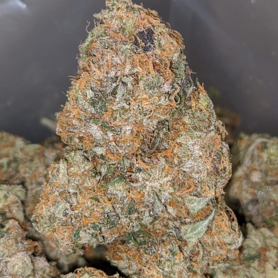 EL JEFE 1 1 I El Jefe 25.50% THC