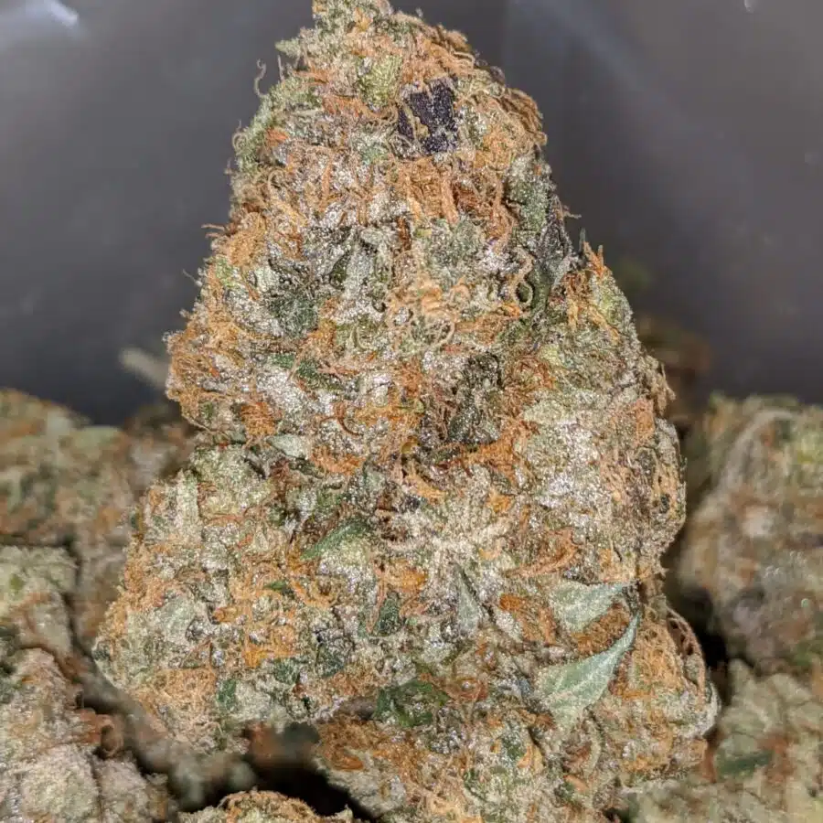 EL JEFE 1 1 I El Jefe 25.50% THC