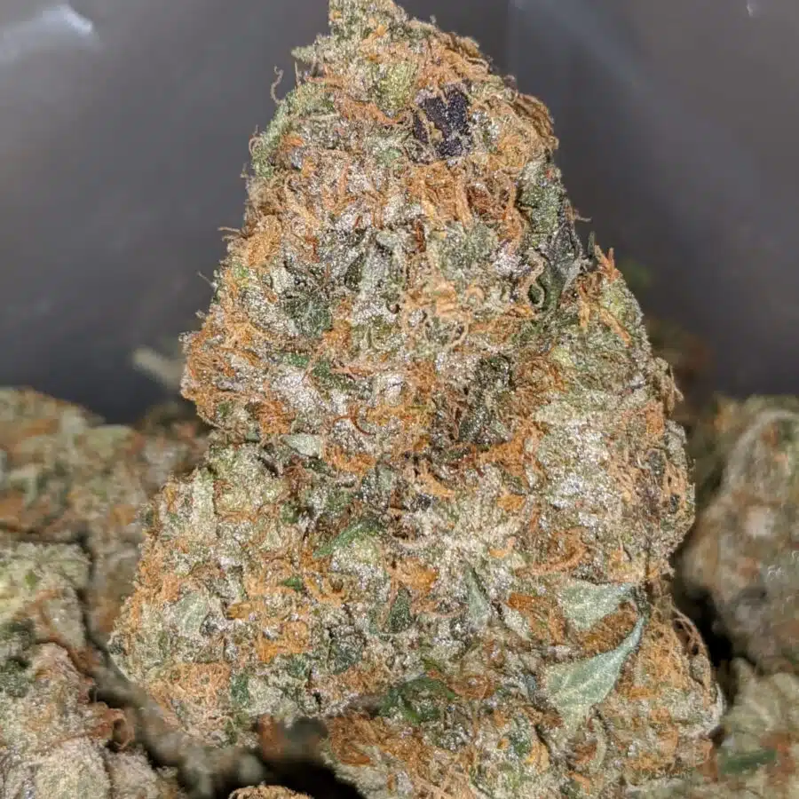 EL JEFE 2 1 I El Jefe 25.50% THC