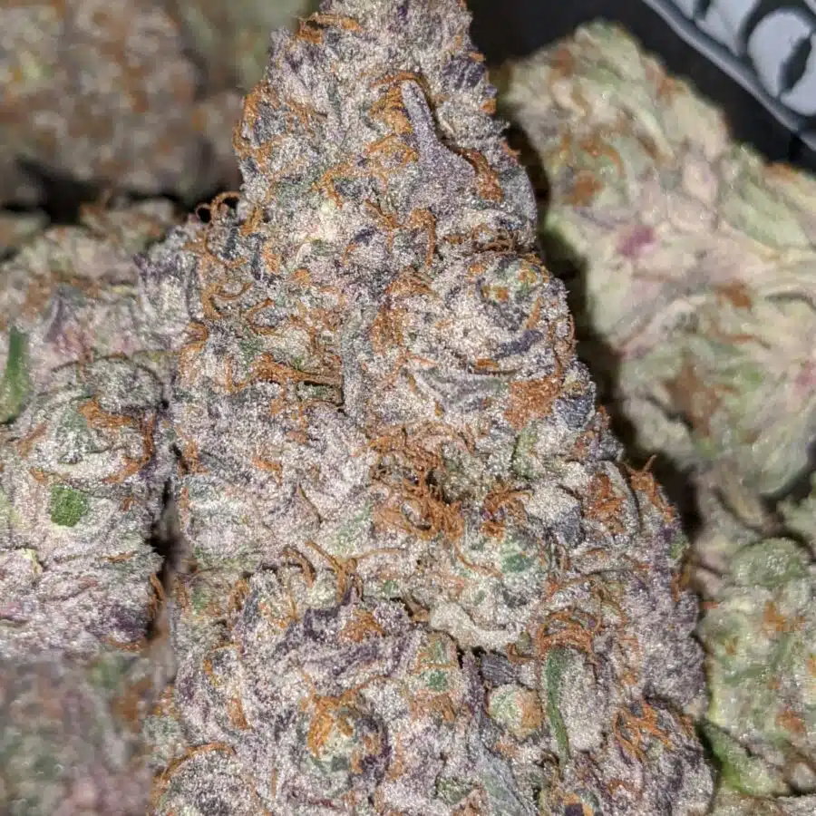 Fruit Gusher