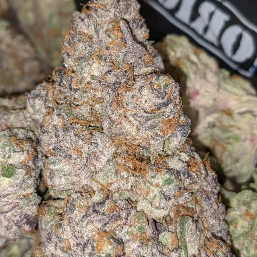 FRUIT GUSHER 3 I Fruit Gusher