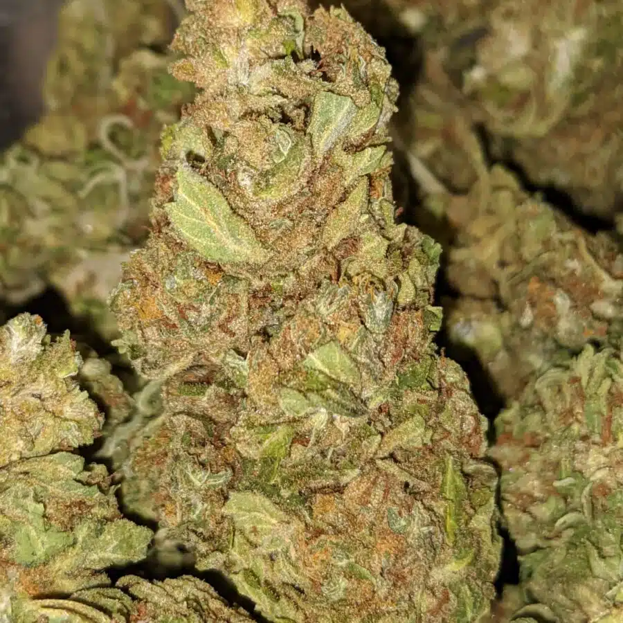 G13 1 1 I G-13 Bulk Special