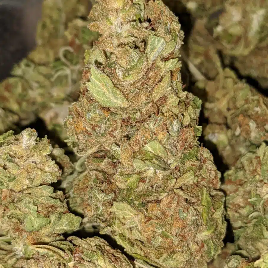 G13 2 1 I G-13 Bulk Special