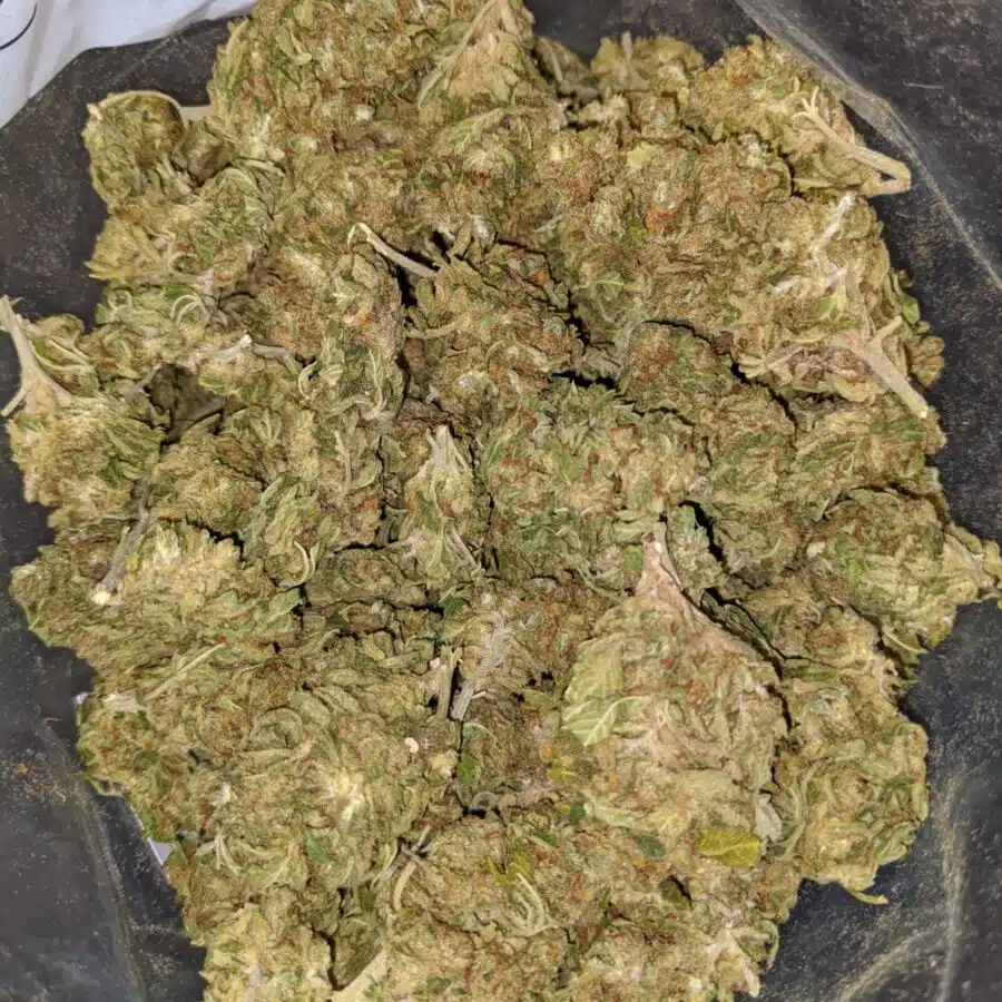 G13 3 1 I G-13 Bulk Special