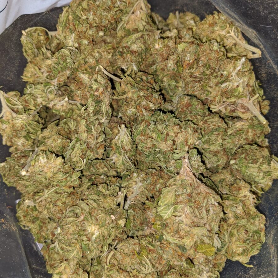 G13 4 1 I G-13 Bulk Special