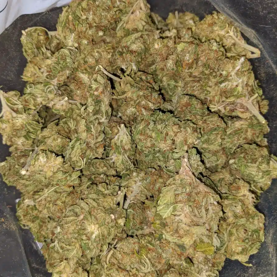 G13 4 1 I G-13 Bulk Special
