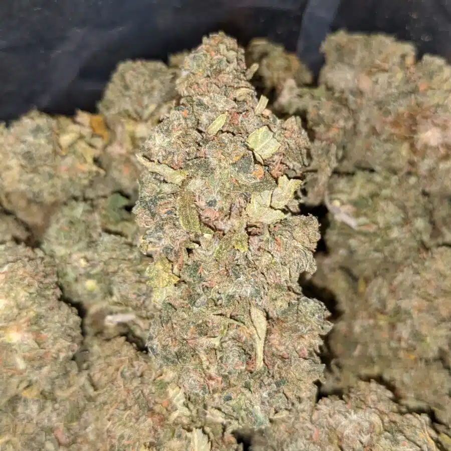 GELATO 33 2 I $79 Oz - Gelato #33