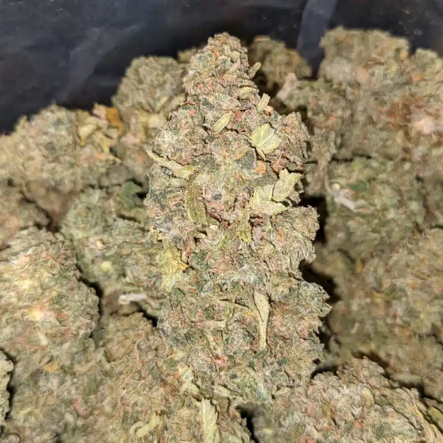 GELATO 33 4 I $79 Oz - Gelato #33