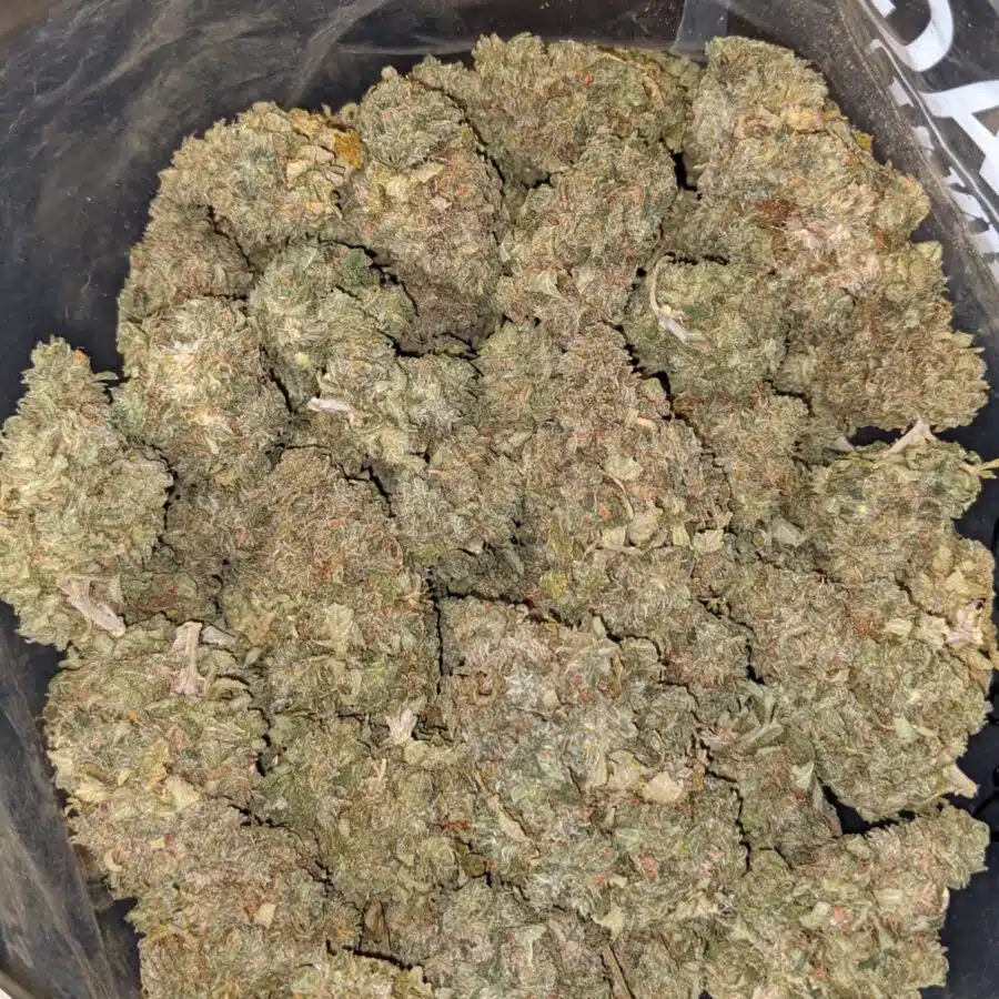 GELATO 33 5 I $79 Oz - Gelato #33