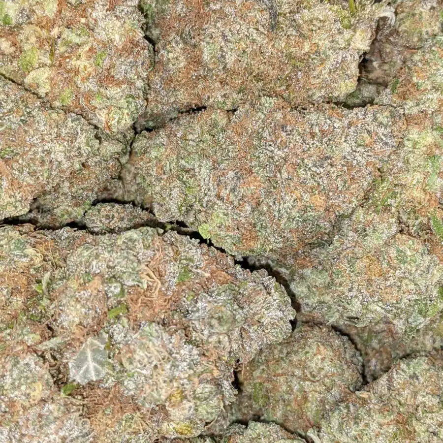 GRAPE COOKIE 4 I Grape Cookies