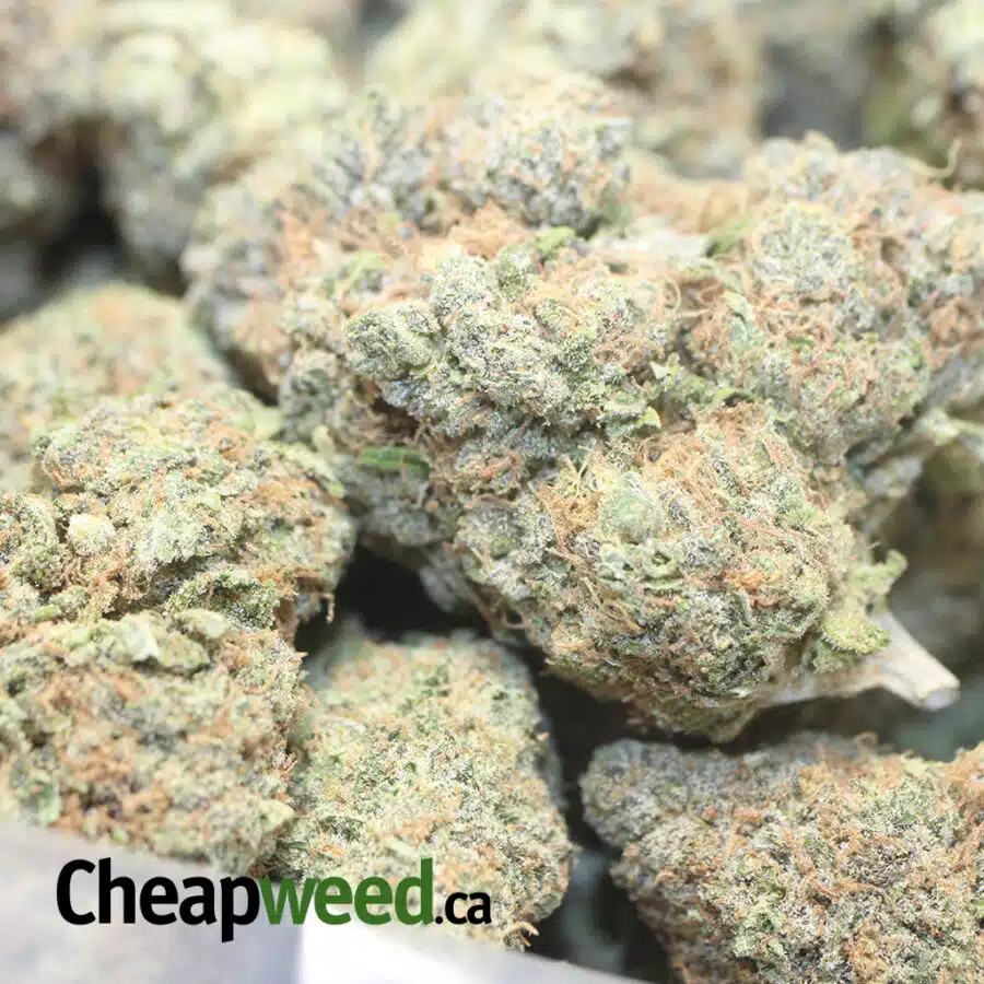 GRAPE COOKIES 1 I Grape Cookies