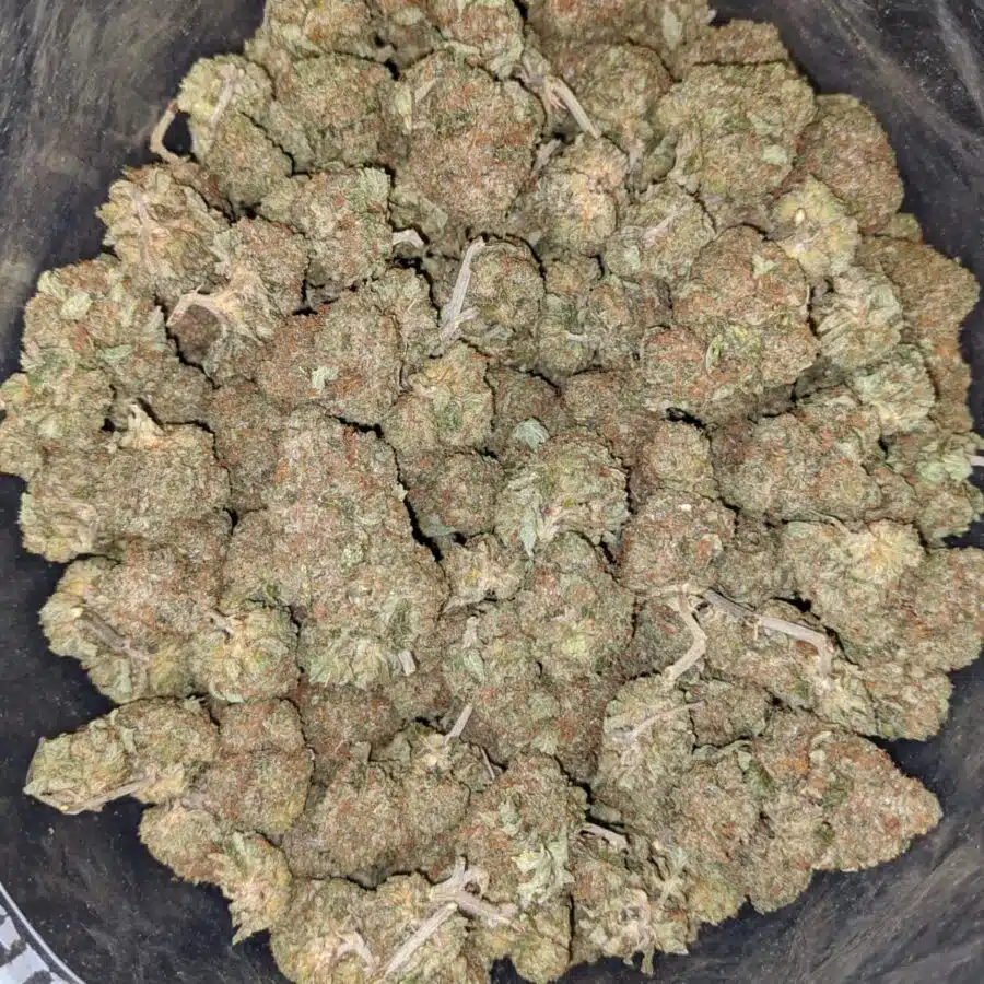 KING KUSH 1 I King's Kush - *Deal of the Day*