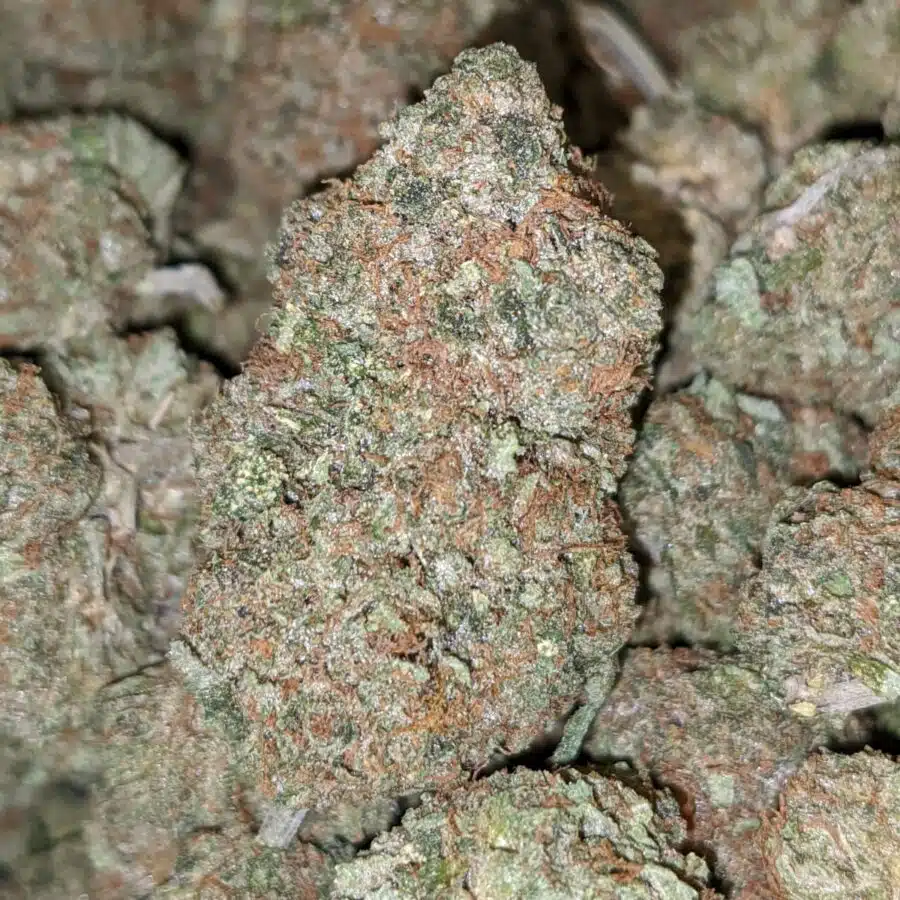 KING KUSH 3 I King's Kush - *Deal of the Day*