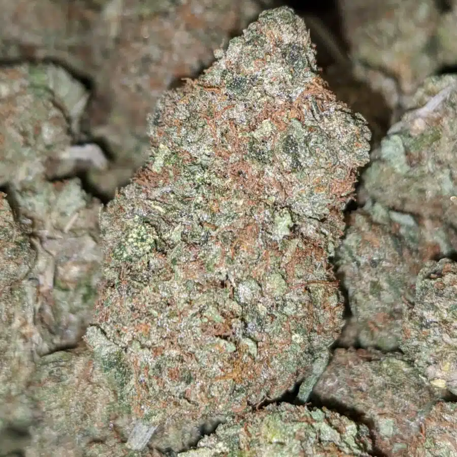 KING KUSH 4 I King's Kush - *Deal of the Day*
