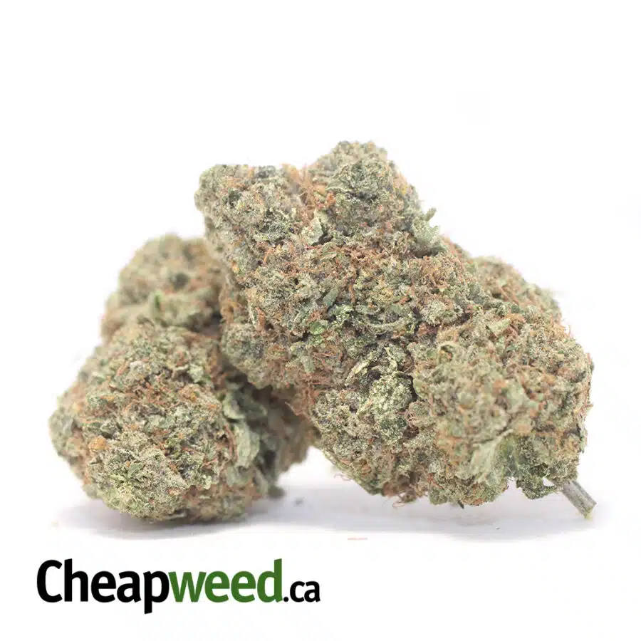 Alternative view of King's Kush - *Deal of the Day*