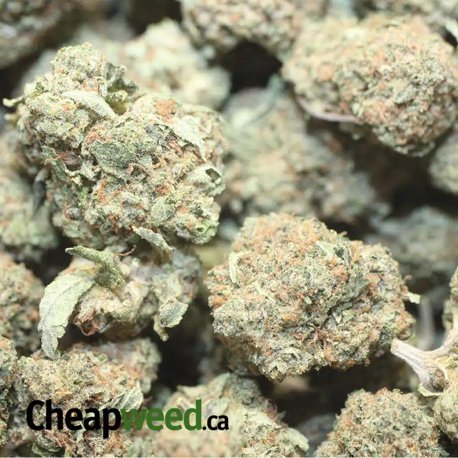 KING KUSH DOD 3 I King's Kush - *Deal of the Day*