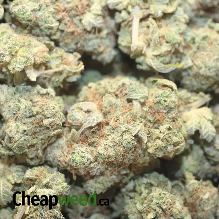 LEMON HEAD BS 1 I Lemonhead OG