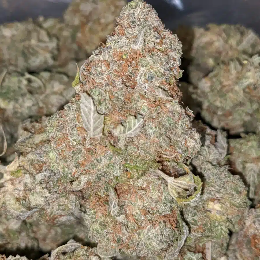 LEMONHEAD 1 I Lemonhead OG