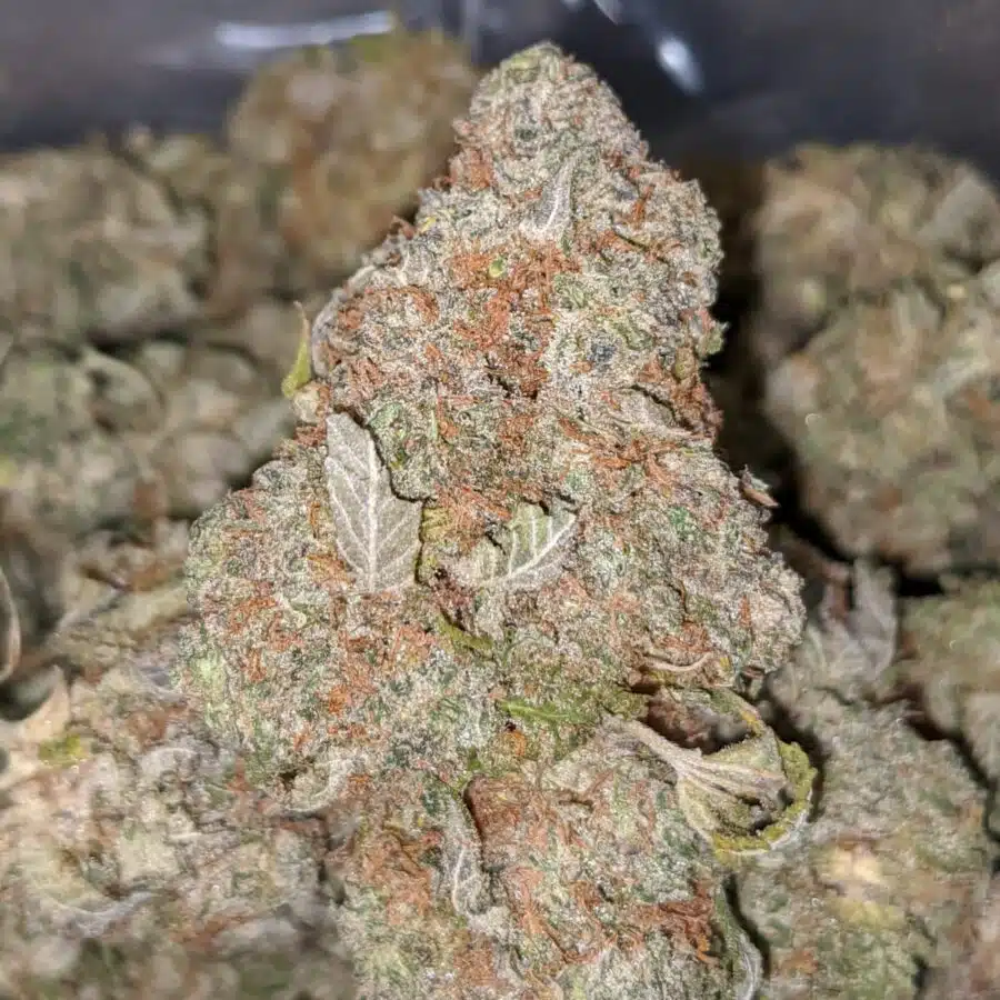 LEMONHEAD 2 I Lemonhead OG