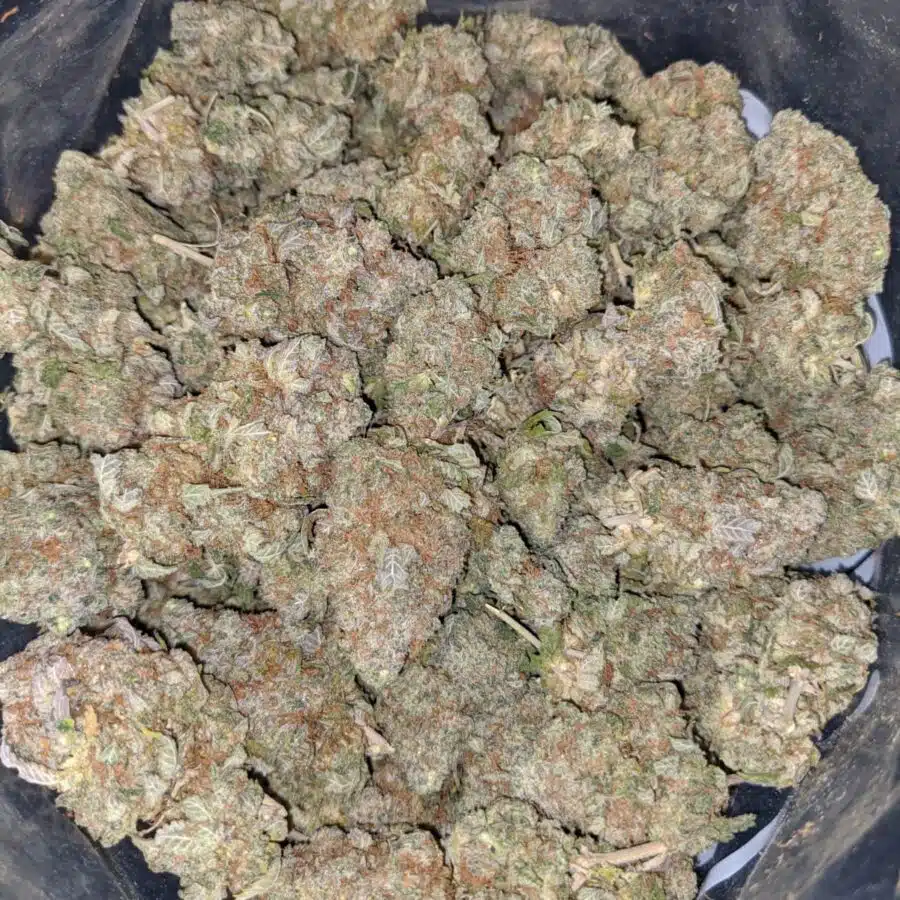 LEMONHEAD 4 I Lemonhead OG
