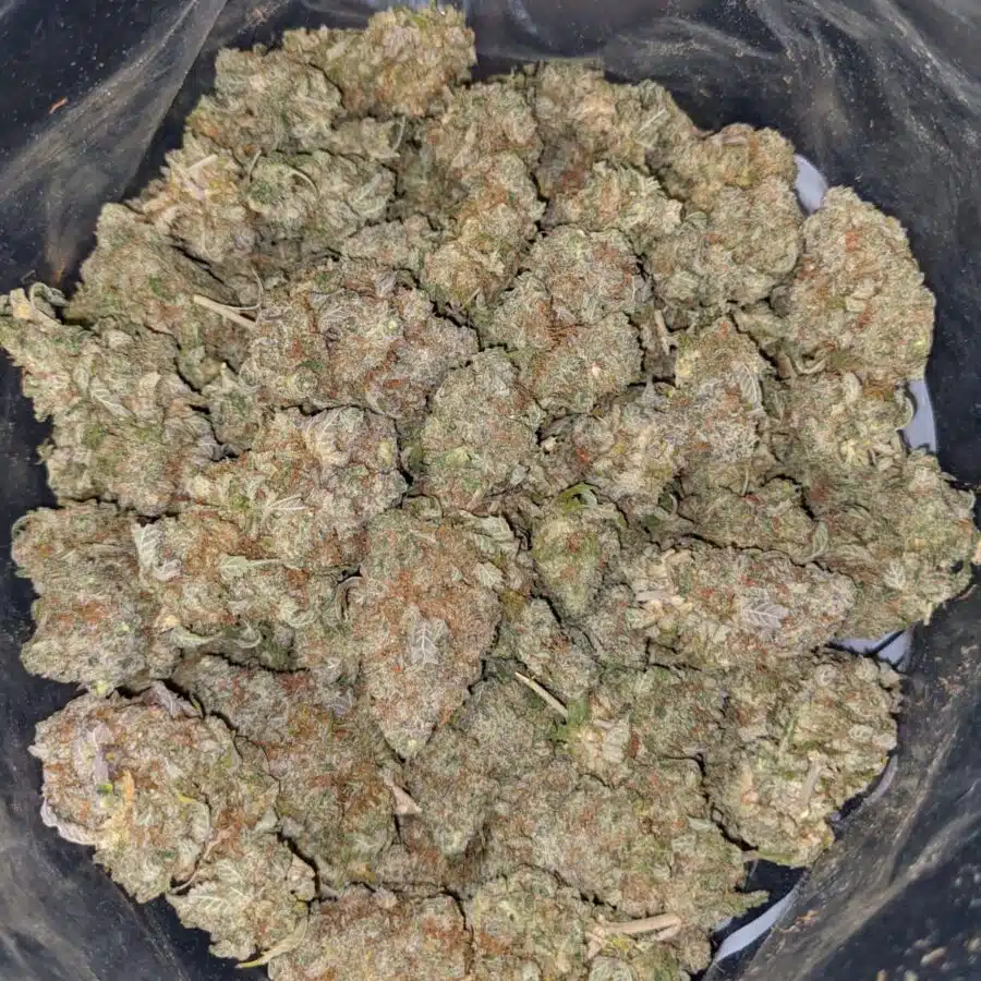 LEMONHEAD 6 I Lemonhead OG