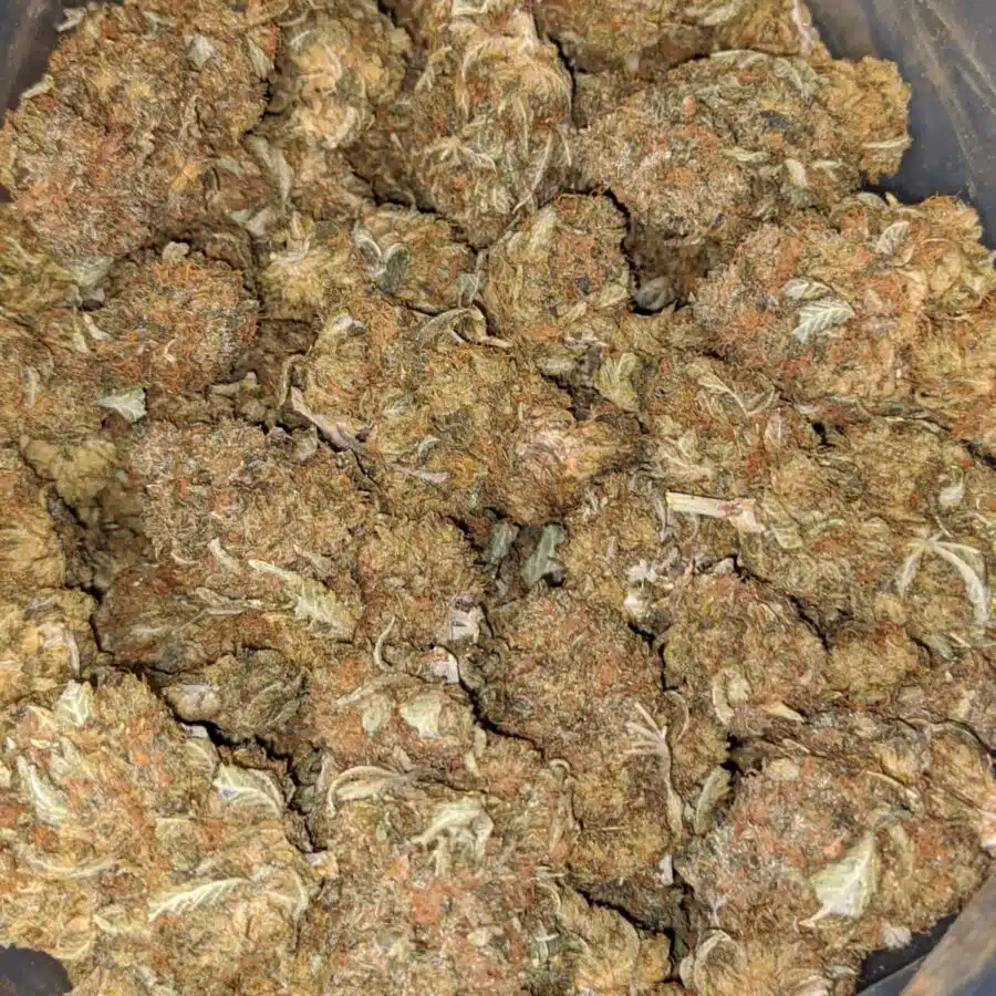 Alternative view of Orange Gas Mask Bulk Special
