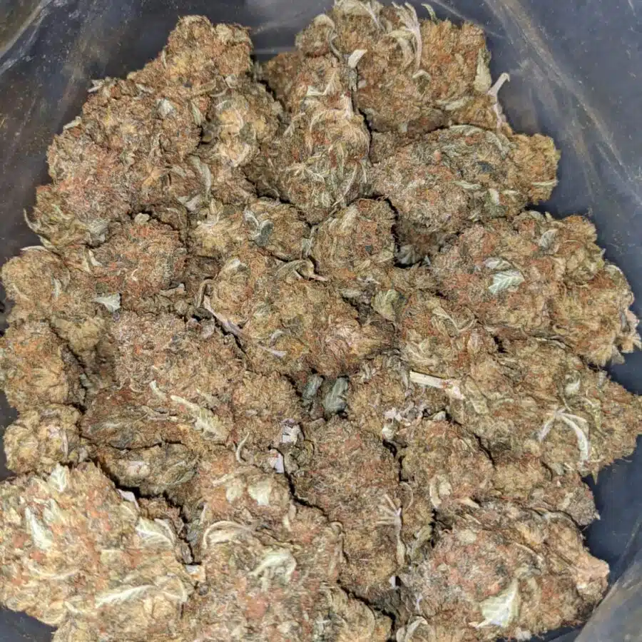 Orange Gas Mask Bulk Special