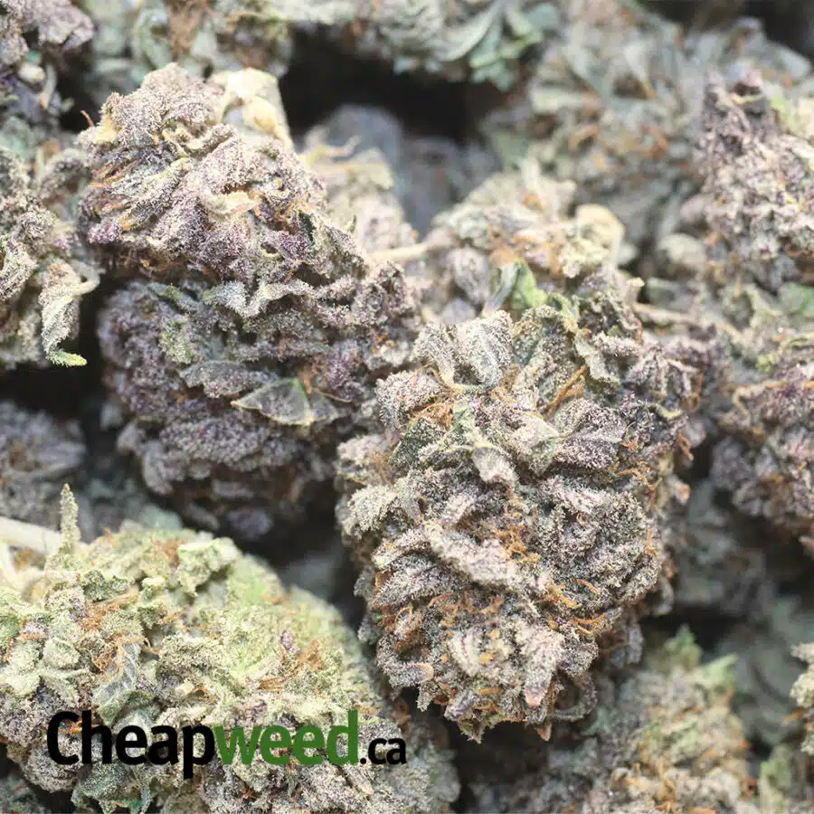 P AMNESIA 1 I Purple Rain