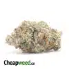 Pink Panther 27.69% THC