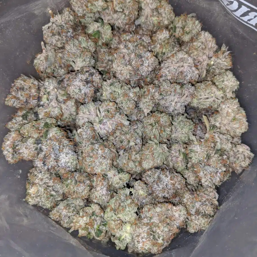 PINK PANTHER 27.69 THC 1 I Pink Panther 27.69% THC