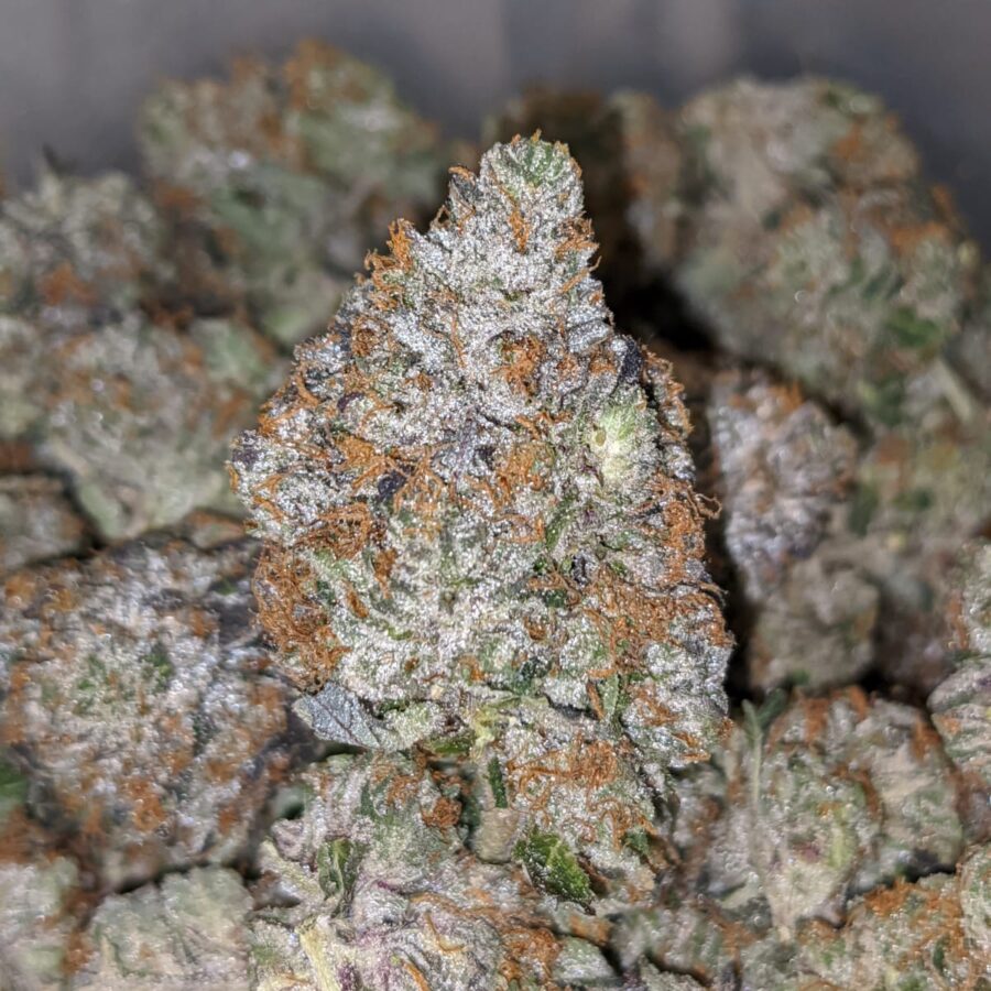 PINK PANTHER 27.69 THC 2 I Pink Panther 27.69% THC