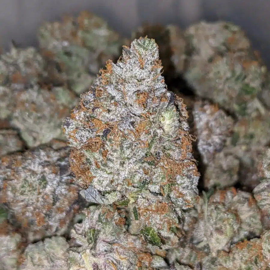 PINK PANTHER 27.69 THC 2 I Pink Panther 27.69% THC