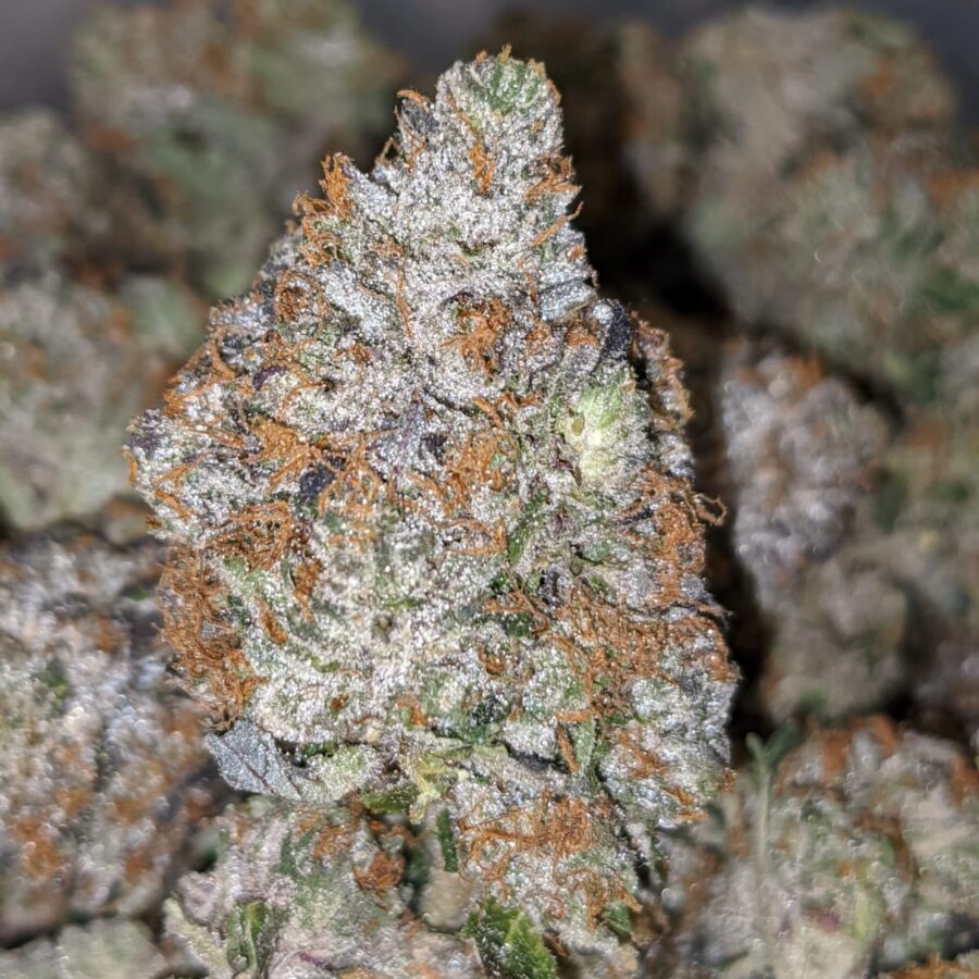 PINK PANTHER 27.69 THC 3 I Pink Panther 27.69% THC