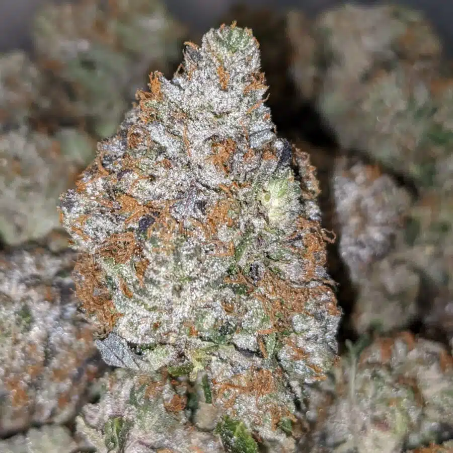 PINK PANTHER 27.69 THC 3 I Pink Panther 27.69% THC