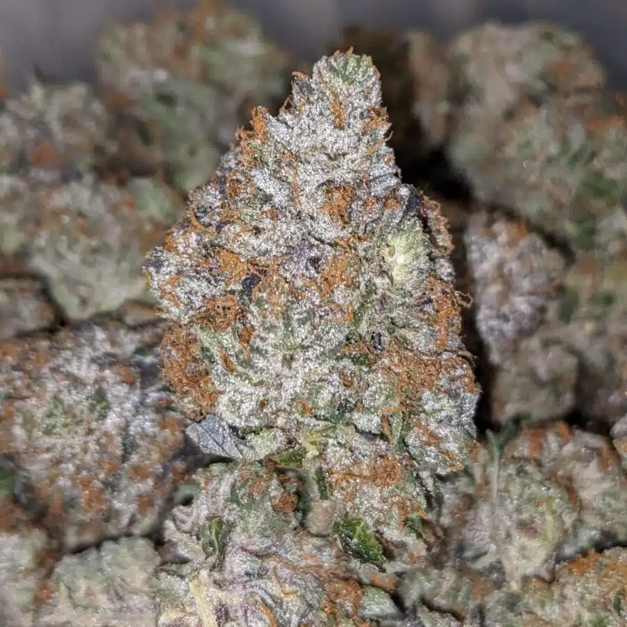 PINK PANTHER 27.69 THC 4 I Pink Panther 27.69% THC