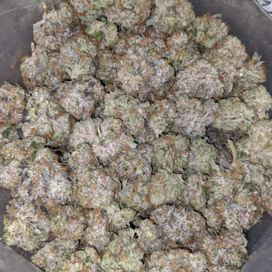 PINK PANTHER 27.69 THC 5 I Pink Panther 27.69% THC