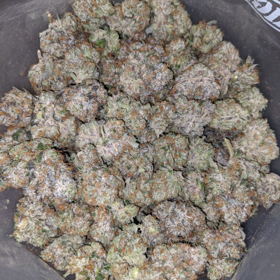 PINK PANTHER 27.69 THC 6 I Pink Panther 27.69% THC