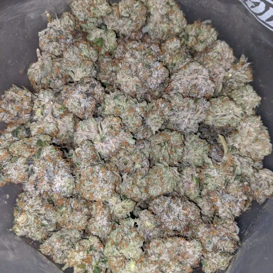 PINK PANTHER 27.69 THC 6 I Pink Panther 27.69% THC