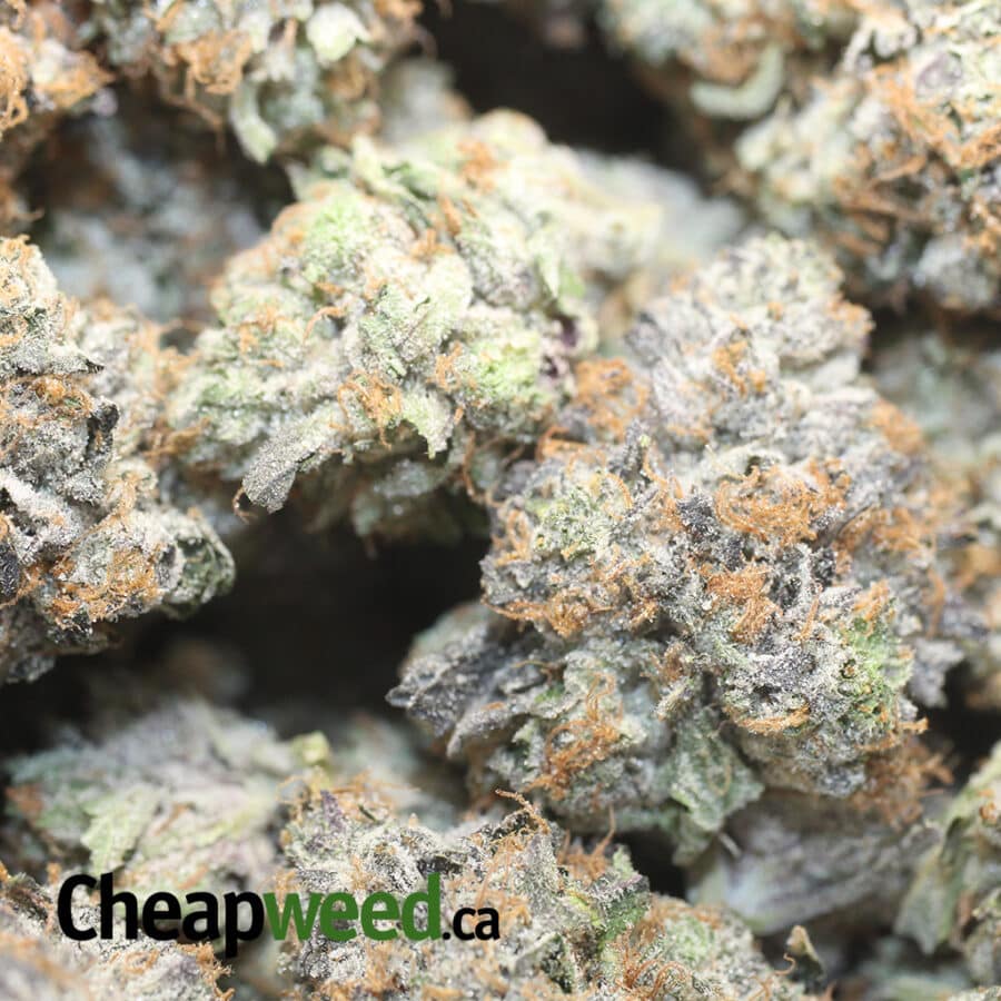PINK PANTHER 3 I Pink Panther 27.69% THC