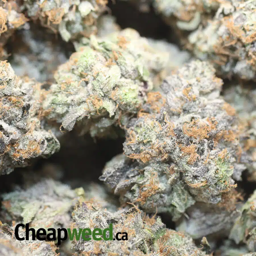 PINK PANTHER 3 I Pink Panther 27.69% THC