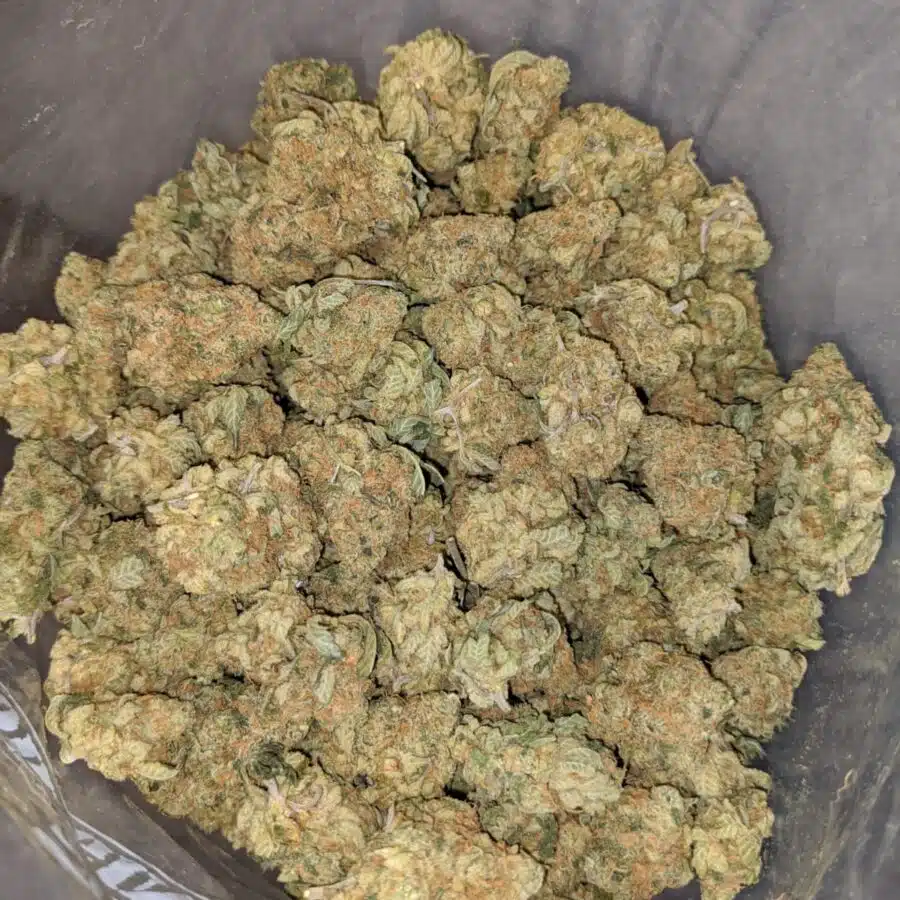 PLAT GSC 1 I Platinum Girl Scout Cookies - *Deal of the Day*