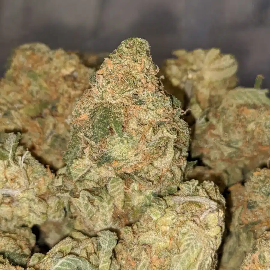 PLAT GSC 2 I Platinum Girl Scout Cookies - *Deal of the Day*