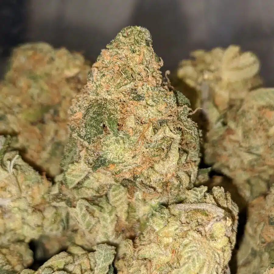 PLAT GSC 3 I Platinum Girl Scout Cookies - *Deal of the Day*